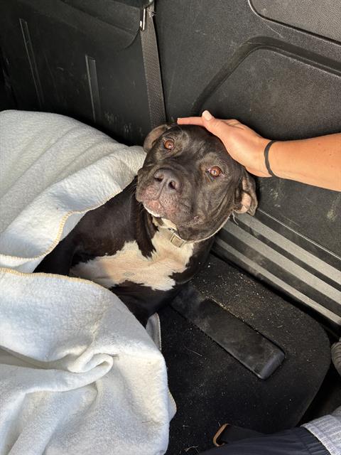 Shelter Stray Female Dog last seen Near, 2600 S Harding St, Indianapolis, IN 46221, USA