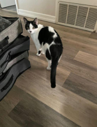 Lost Male Cat last seen Penn Way and National Ave Los Gatos, Los Gatos, CA 95032