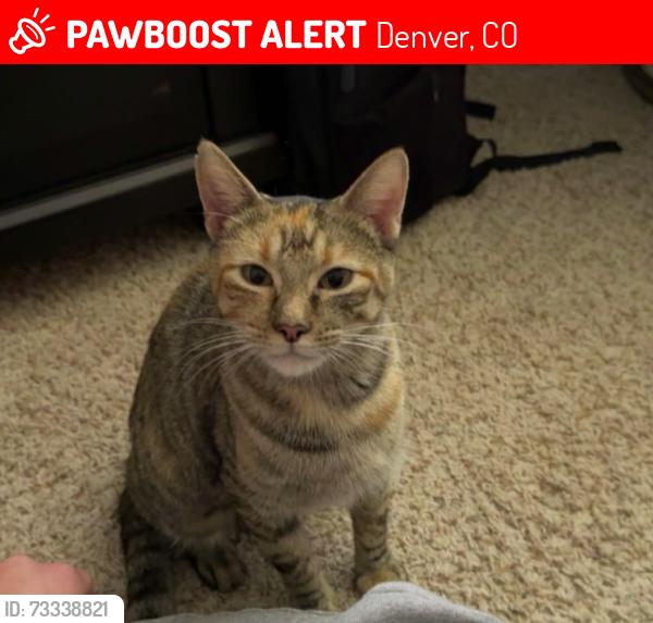 Lost Female Cat last seen Right outside of our apmt at 12415 W 2nd Pl., Denver, CO 80228