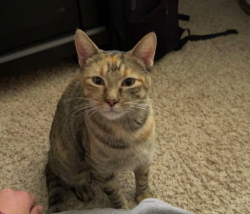 Lost Female Cat last seen Right outside of our apmt at 12415 W 2nd Pl., Denver, CO 80228