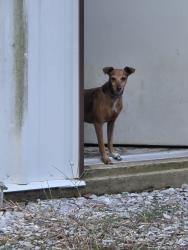 Found/Stray Male Dog last seen Crisler Rd, Terry, MS, Hinds County, MS 39170