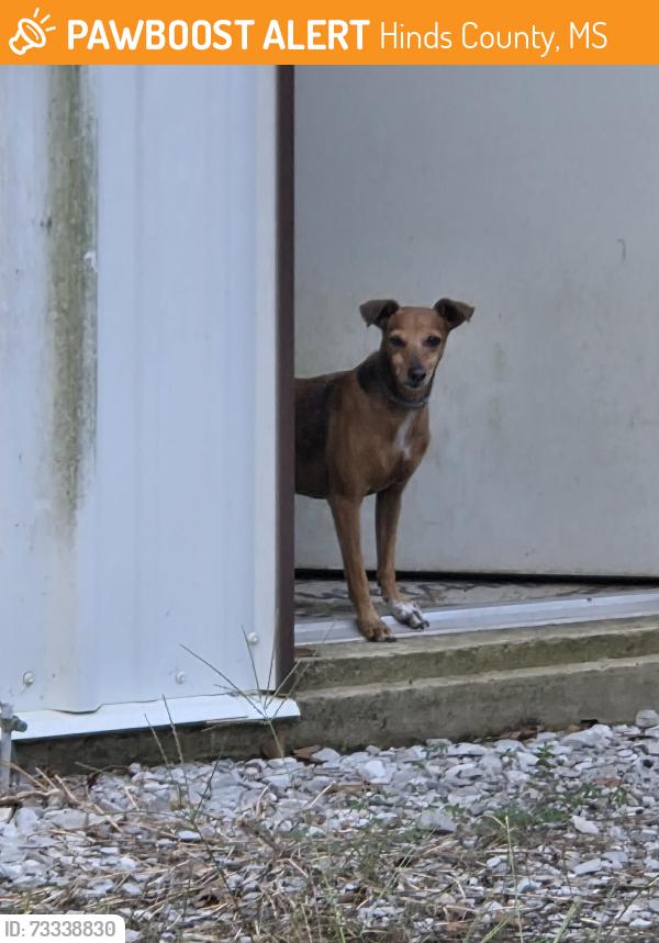 Found/Stray Male Dog last seen Crisler Rd, Terry, MS, Hinds County, MS 39170