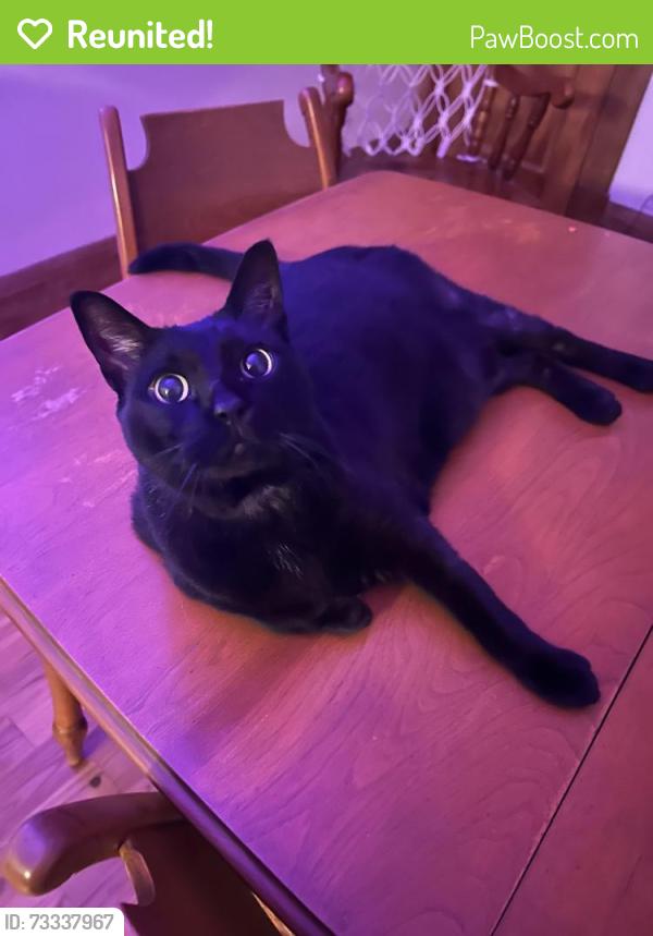 Reunited Unknown Cat last seen Parc Molson, Montréal, QC H2G 1N1