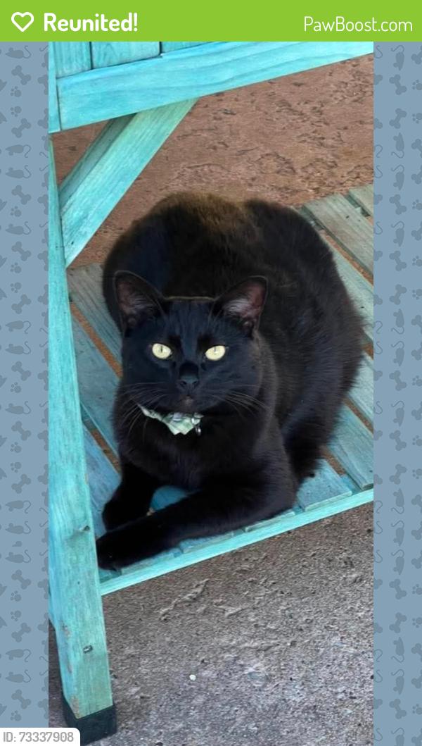Reunited Male Cat last seen Winwood park, Kansas City, MO 64117