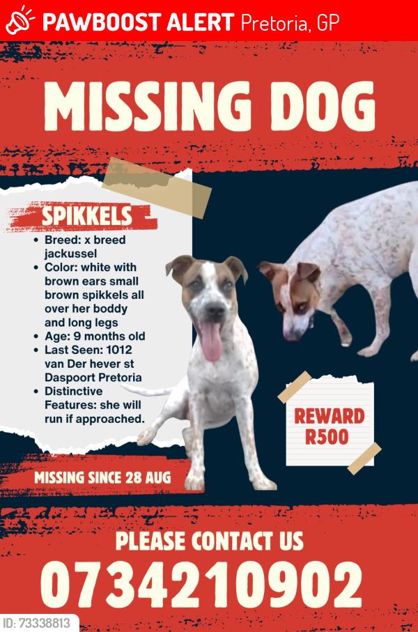 Lost Female Dog last seen van der heever street Daspoort est Pretoria, Pretoria, GP 0082