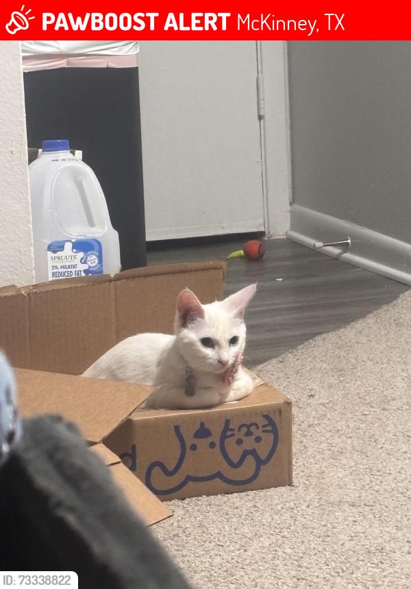 Lost Female Cat last seen Virginia, McKinney, TX 75069