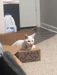 Lost Female Cat last seen Virginia, McKinney, TX 75069