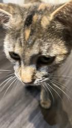 Found/Stray Female Cat last seen East bay blvd, Navarre, FL 32566