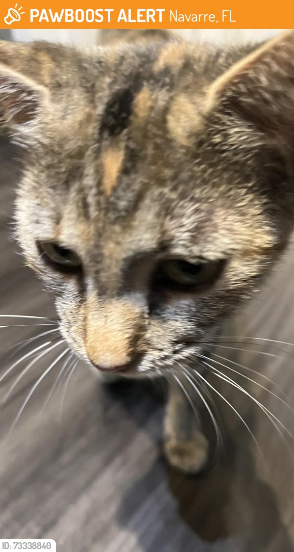 Found/Stray Female Cat last seen East bay blvd, Navarre, FL 32566
