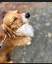 Lost Male Dog last seen Kentwood neighborhood and Thompson intermediate school, Alabaster, AL 35007