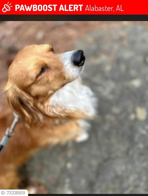Lost Male Dog last seen Kentwood neighborhood and Thompson intermediate school, Alabaster, AL 35007