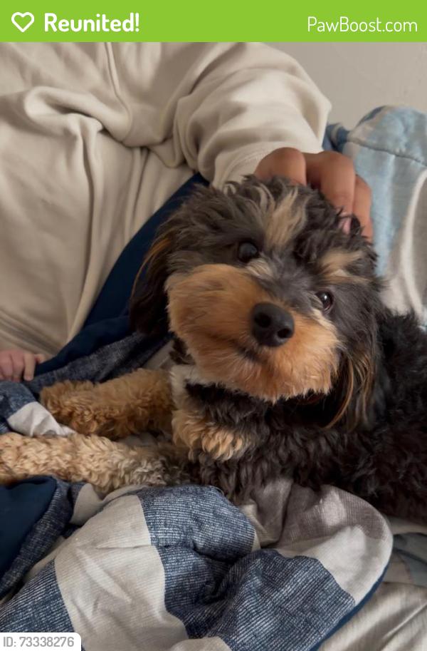 Reunited Male Dog last seen Near sandy lane corrales New Mexico, Corrales, NM 87048