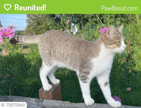 Reunited Female Cat last seen Swan Trail Road and 73rd PL SE, Snohomish, WA 98290