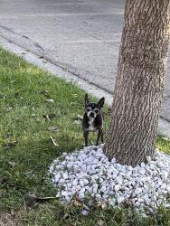 Reunited Male Dog last seen Hazelwood, Columbus, OH 43229