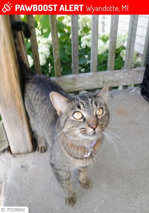 Lost Female Cat last seen 15th & Walnut, Wyandotte, MI 48192