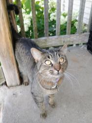 Lost Female Cat last seen 15th & Walnut, Wyandotte, MI 48192