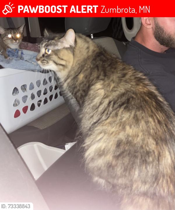 Lost Female Cat last seen Main street, Zumbrota, MN 55992