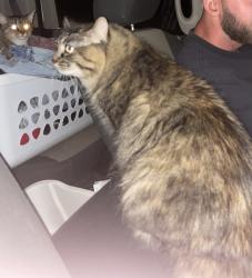 Lost Female Cat last seen Main street, Zumbrota, MN 55992