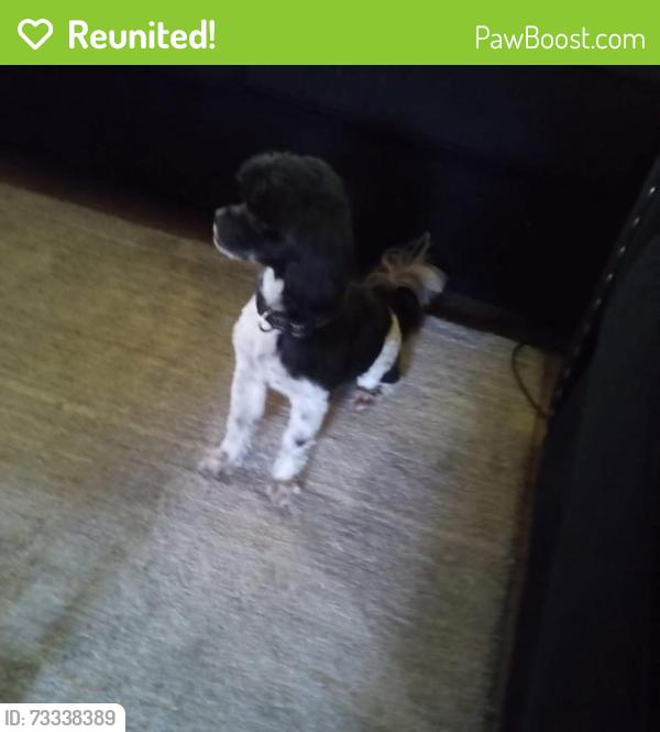 Reunited Male Dog last seen S Washington Ave, Dunn, NC 28334, USA, Dunn, NC 28334