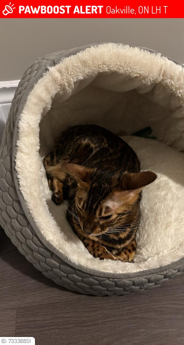 Lost Female Cat last seen Near William Rose Way, Oakville, ON L6H 0T3