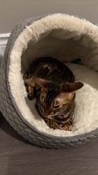 Lost Female Cat last seen Near William Rose Way, Oakville, ON L6H 0T3