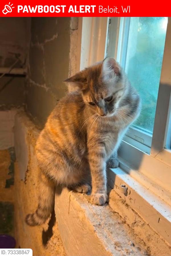Lost Female Cat last seen Eaton Ave and Keeler Ave by the Rising Tide Center, Beloit, WI 53511