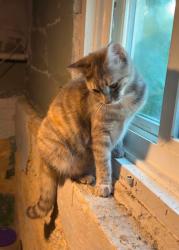Lost Female Cat last seen Eaton Ave and Keeler Ave by the Rising Tide Center, Beloit, WI 53511