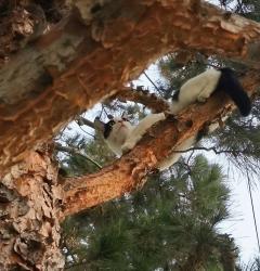Lost Male Cat last seen Salvation army thrift store anaheim ca, Anaheim, CA 92801