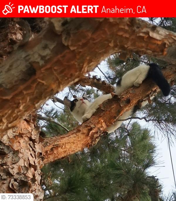 Lost Male Cat last seen Salvation army thrift store anaheim ca, Anaheim, CA 92801