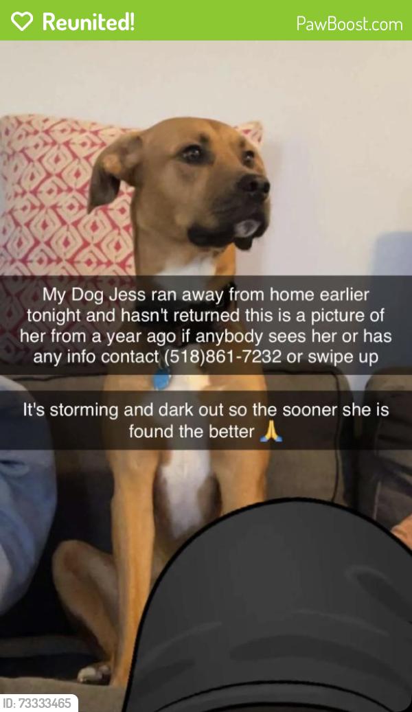 Reunited Female Dog last seen Guilderland high school, Altamont, NY 12009