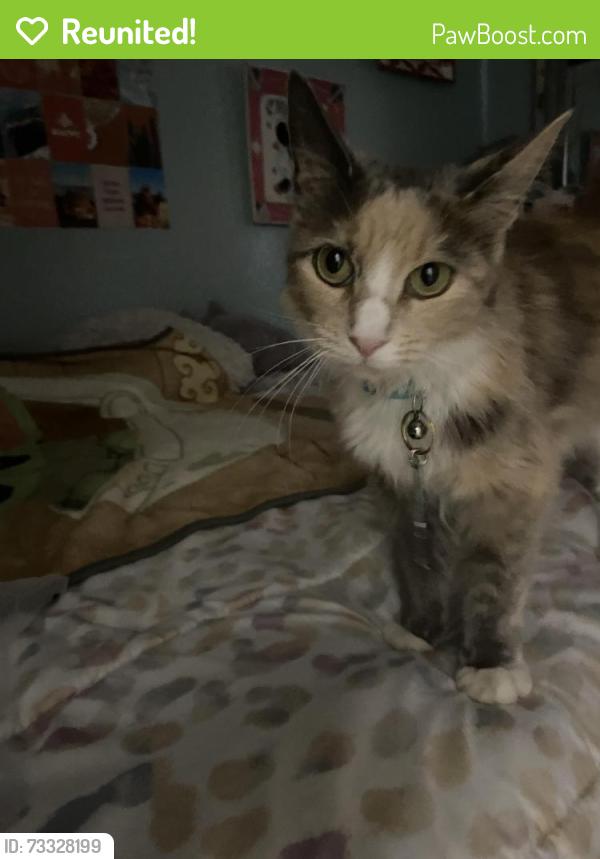 Reunited Female Cat last seen Cavalier, Circle Drive, Tempe, AZ 85288