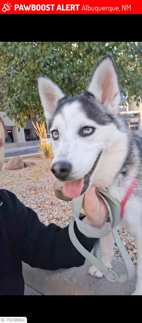 Lost Female Dog last seen Near Central Ave NW, Albuquerque, NM 87102