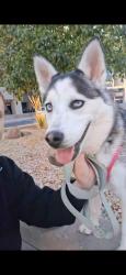 Lost Female Dog last seen Near Central Ave NW, Albuquerque, NM 87102