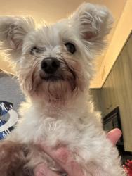 Reunited Female Dog last seen Beaver Ave & Aurora Ave, Des Moines, IA 50310