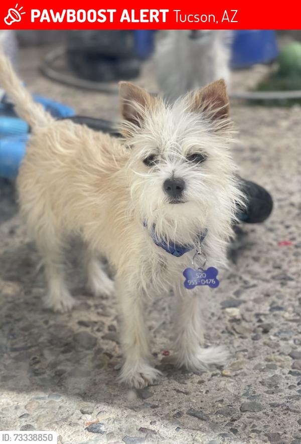 Lost Female Dog last seen Cloud Rd., Tucson, AZ 85750