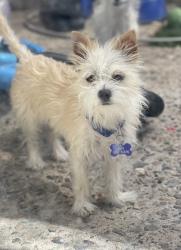 Lost Female Dog last seen Cloud Rd., Tucson, AZ 85750