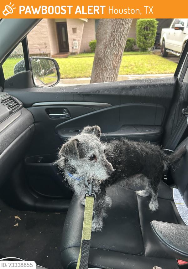 Found/Stray Male Dog last seen Intersection of Braesmont & Jason, Houston, TX 77096