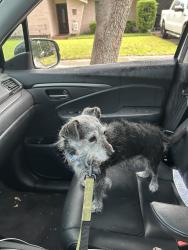 Found/Stray Male Dog last seen Intersection of Braesmont & Jason, Houston, TX 77096