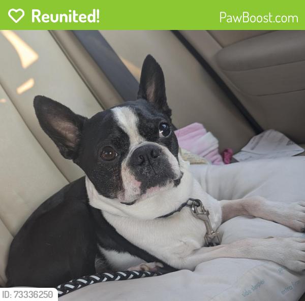 Reunited Male Dog last seen Missing from backyard of private residence - Woodburne Dr / Diana Lee Dr / Holland Road, Virginia Beach, VA 23452