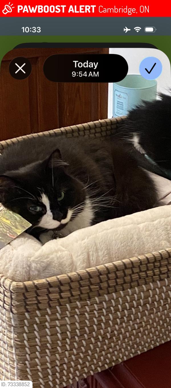 Lost Female Cat last seen Oak Street/Ball Street, Cambridge, ON 