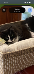 Lost Female Cat last seen Oak Street/Ball Street, Cambridge, ON 