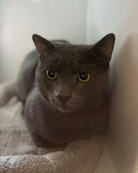 Shelter Stray Unknown Cat last seen Herndon, VA 20170, Berger Pl & Springer Dr, Fairfax County, VA, 4500 West Ox Rd, Fairfax, VA 22030, USA