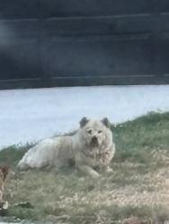 Shelter Stray Female Dog last seen Near AVE H, East District, TX, 355 Hillshire Dr, Haslet, TX 76052, USA