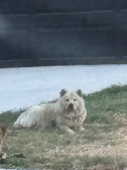 Shelter Stray Female Dog last seen Near AVE H, East District, TX, 355 Hillshire Dr, Haslet, TX 76052, USA