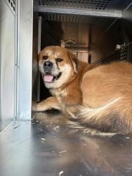 Shelter Stray Unknown Dog last seen Near S Hampshire Blvd, East District, TX, 355 Hillshire Dr, Haslet, TX 76052, USA
