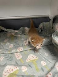 Shelter Stray Unknown Cat last seen Near martin st, East District, TX, 355 Hillshire Dr, Haslet, TX 76052, USA