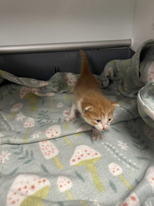 Shelter Stray Unknown Cat last seen Near martin st, East District, TX, 355 Hillshire Dr, Haslet, TX 76052, USA