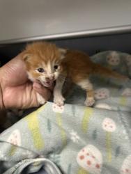 Shelter Stray Unknown Cat last seen Near martin st, East District, TX, 355 Hillshire Dr, Haslet, TX 76052, USA