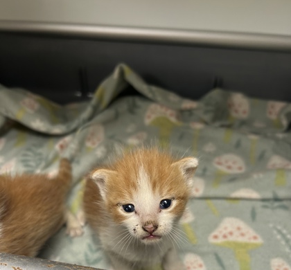 Shelter Stray Unknown Cat last seen Near martin st, East District, TX, 355 Hillshire Dr, Haslet, TX 76052, USA