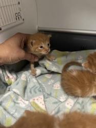 Shelter Stray Unknown Cat last seen Near martin st, East District, TX, 355 Hillshire Dr, Haslet, TX 76052, USA